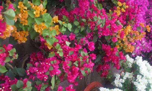 Sau khi hoa giấy ra nụ, tại sao người làm vườn lại đề nghị cắt tỉa bớt lá? Thật tiếc khi không biết sớm hơn!