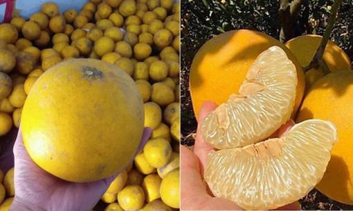 Mua bưởi Diễn cứ nhìn vào điểm mấu chốt này, 10 quả thơm ngọt cả 10, không bao giờ chọn nhầm