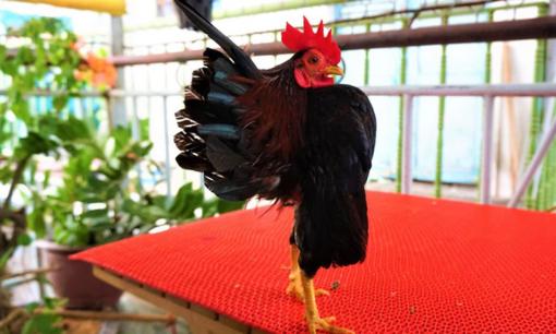 Loài gà 'ngực khủng', có dáng đứng như 'siêu mẫu' đang được giới nhà giàu săn lùng, giá 50 triệu/con