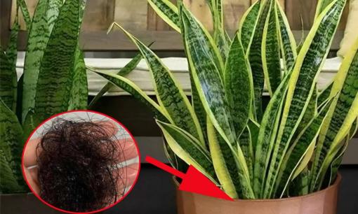Tóc rụng là chuyện thường ngày nhưng không phải ai cũng biết đến tác dụng cho đến khi chôn tóc vào chậu cây cảnh 