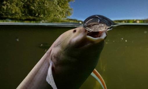 Loài cá sống sót trong lòng đất mấy tháng trời không ăn uống, muốn bắt phải đào lên như khoai