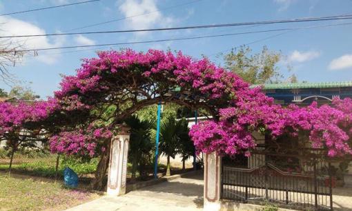 Trồng cả giàn hoa giấy trước cửa nhà, nên hay không? Chuyên gia đưa lời khuyên