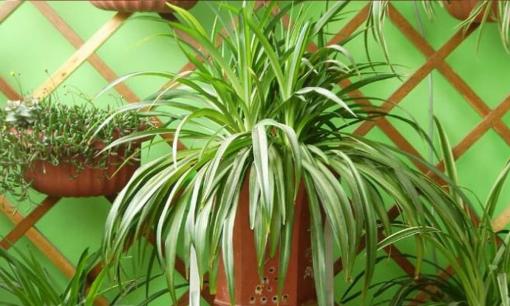 Có cần chú ý đến “Phong Thủy” khi đặt cây cảnh trong nhà? 4 nơi này là một điểm cộng! 