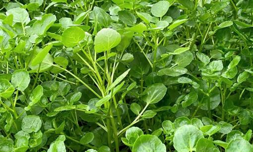 3 loại rau rẻ hơn thịt, quý hơn thuốc, trồng nhiều vào mùa thu đông, không mua về ăn thì 'thật có lỗi với thời tiết'