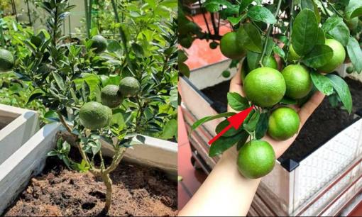 Chanh trồng trong chậu, để quả lúc lỉu, trĩu cành, bạn cần làm việc này ngay khi bước vào mùa thu đông 