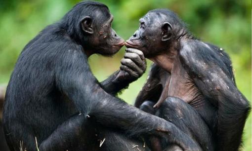 Tại sao con đực và con cái phải kết hợp với nhau để sinh ra con? Tại sao sinh sản vô tính không hiệu quả? 