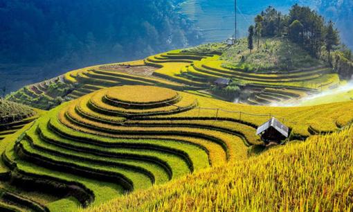 Tỉnh nào có diện tích ruộng bậc thang lớn nhất Việt Nam?