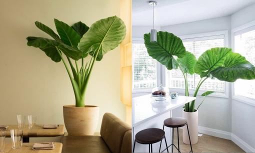 Người giàu không trồng nhiều cây phong thủy trong nhà, chỉ trồng cây lá to hút tài lộc, đã giàu lại càng giàu