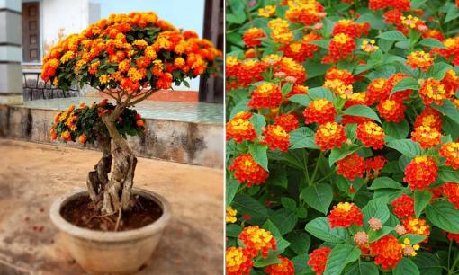 Cây ngũ sắc nở hoa rất đẹp, giàu sức sống nhưng gây ra không ít phiền toái, bạn cần lưu ý khi trồng