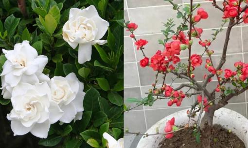 Không ngờ ba loại hoa nhiều người thích trồng lại “xui xẻo”, nên hãy vứt chúng đi càng sớm càng tốt