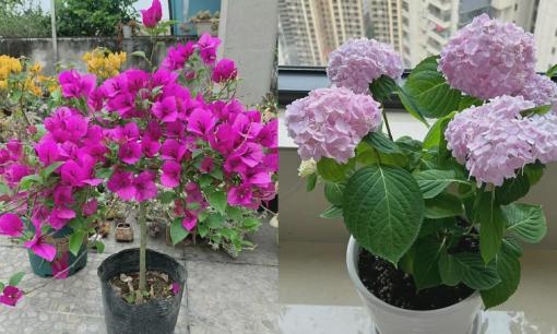 5 loại hoa đặc biệt nhạy cảm với lạnh, hãy chuyển chúng vào nhà càng sớm càng tốt, nếu không chậu sẽ dễ trống rỗng