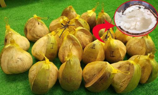 Loại dừa sáp đang gây sốt khắp mạng xã hội, lợi ích ra sao mà giá còn đắt hơn thịt?