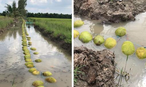 Thấy hàng trăm quả mít vứt ở mương nước, dân tình tiếc rẻ nhưng lý do phía sau khiến nhiều người không ngờ 
