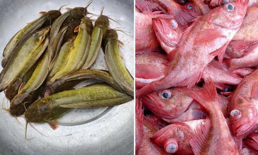 Có những loại cá 'ngậm' nhiều thủy ngân, ra chợ thấy rẻ cũng đừng mua