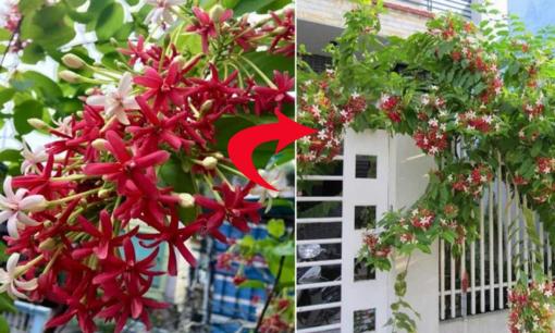 Trồng hoa sử quân tử cần phải đặc biệt lưu ý điều sau để tránh 'mất lộc'