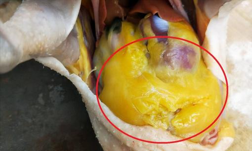 Phần mỡ màu vàng ở bụng gà nên vứt nó đi hay ăn nó? Tôi đã học được rất nhiều sau khi đọc bài này