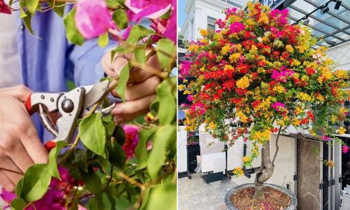 Muốn hoa giấy nở rực rỡ vào đúng Tết âm lịch để hút tài lộc, học ngay mẹo này của chủ vườn