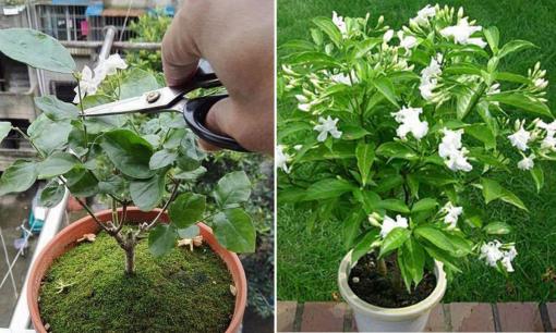 Tuân thủ 7 nguyên tắc này, hoa nhài nở quanh năm, mùi thơm bay khắp nhà