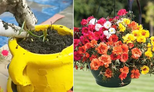 Cách trồng hoa mười giờ nhanh lớn, ra hoa rực rỡ vào dịp Tết để đón tài lộc vào nhà