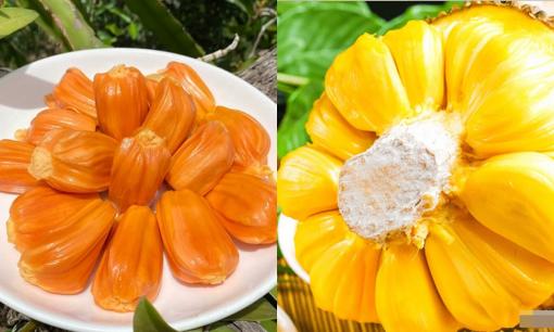 Khi mua mít nên chọn “ruột đỏ” hay “ruột vàng”? Có sự khác biệt rất lớn về độ ngọt nên đừng chọn sai nhé 