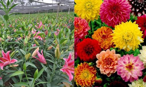 Top 5 loại hoa đẹp nên trồng ngay bây giờ để nở bung khoe sắc đúng dịp Tết