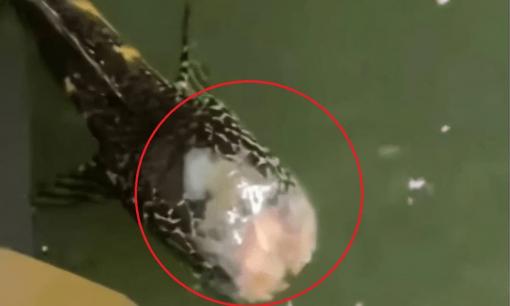 Thần kì! Cá không đầu vẫn bơi tung tăng, sống sót được vài ngày, chuyên gia giải thích bí ẩn sự sống và cái chết