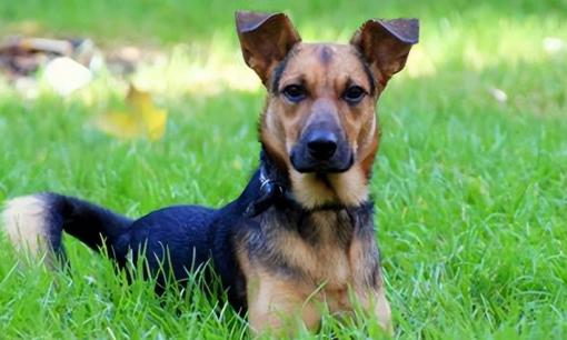 Tại sao chó có thể hiểu được tiếng người nhưng các loài động vật khác thì không, có phải vì chúng ngu ngốc? 