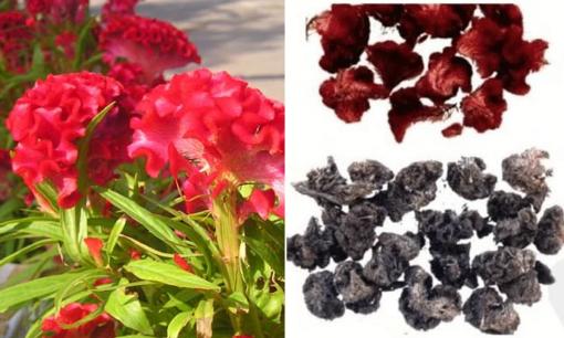 Hoa mào gà có ăn được không? Tác dụng bất ngờ của hoa mào gà ít người biết