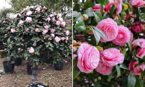 Muốn hoa trà nở đúng Tết, khi trồng nhớ 4 nguyên tắc này