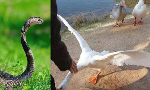 Vì sao người ta nói rắn không dám đến chỗ người nuôi ngỗng? Rắn sợ gì?