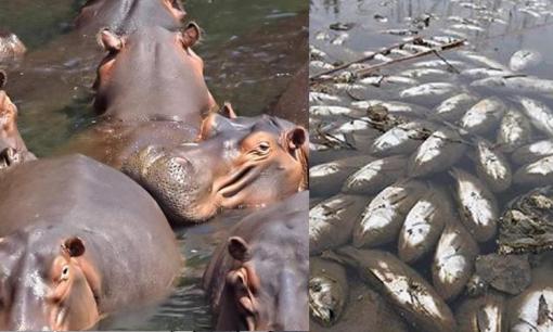 Tại sao phân hà mã lại có thể giết chết hàng nghìn con cá mỗi năm? Phân hà mã đáng sợ đến mức nào?