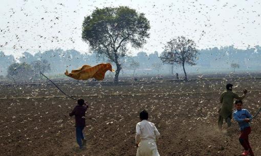 Khó tin 400 tỷ con châu chấu tràn vào Ấn Độ và bị tiêu diệt chỉ sau một đêm? Bạn không thể học theo cách này