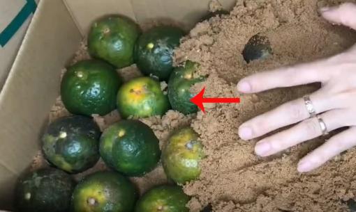 Không cần tủ lạnh, cam vẫn tươi lâu, giữ nguyên dưỡng chất nhờ mẹo này