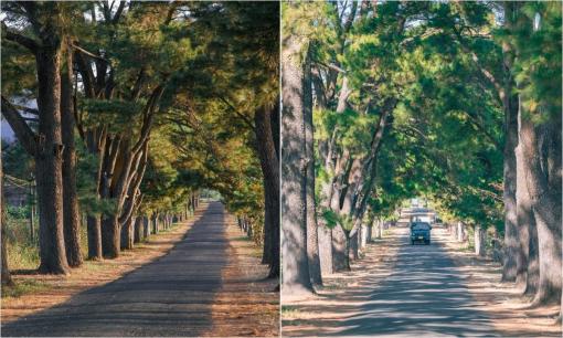 Mê mẩn trước cung đường ở Gia Lai với 2 hàng thông trăm tuổi chạy song song đẹp tựa phim Hàn, giới trẻ rần rần đến check-in