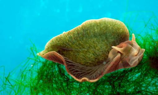 Là loài động vật duy nhất có thể quang hợp, ăn ánh sáng mặt trời và sống cộng sinh với rong biển