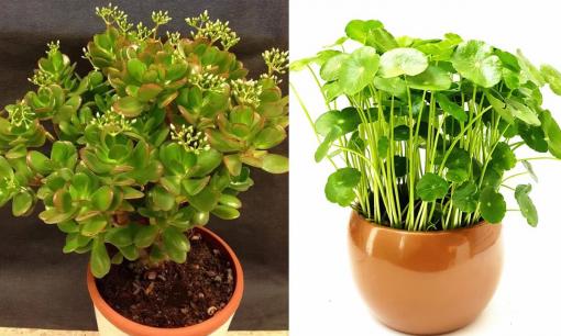 Muốn sự nghiệp thăng hòa, tiền càng ngày càng nhiều, đặt ngay 5 cây cảnh này trên bàn làm việc