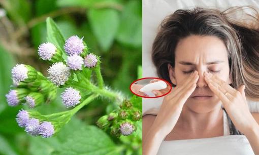 Nó là loài hoa có tên 'rất bậy' nhưng được xem như thần dược, không những trị được nhiều bệnh còn có tác dụng làm đẹp