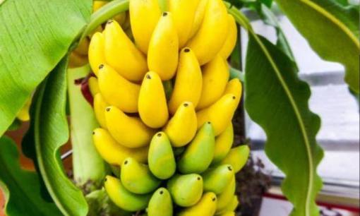 Chuối là loại trái cây có tính phóng xạ cao, ăn thường xuyên có gây ung thư không? Bác sĩ: Cố gắng không ăn 3 loại chuối này