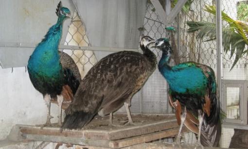 Trong tự nhiên, tại sao chim đực thường đẹp hơn chim cái? Tại sao lông chim cái lại có màu xám?