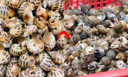 Cách nhận biết ốc hương còn sống hay đã chết từ dân biển chính gốc, người bán hàng sẽ không bao giờ tiết lộ