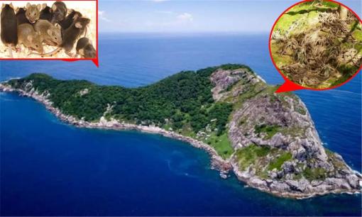 Đảo rắn trở thành đảo chuột? Điều gì đã xảy ra khi các nhà khoa học phát hiện số lượng chuột tăng mạnh trên đảo rắn, trong khi quần thể rắn giảm mạnh 