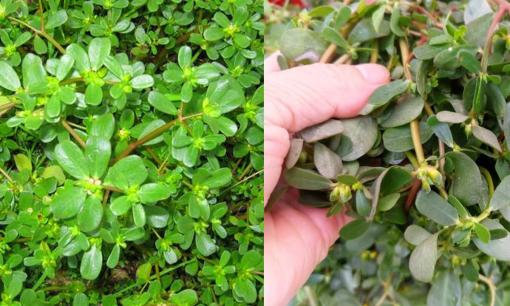 Ở Việt Nam, ven đường mọc đầy một loại rau ít người ăn nhưng rất giàu omega-3 giúp trường thọ 