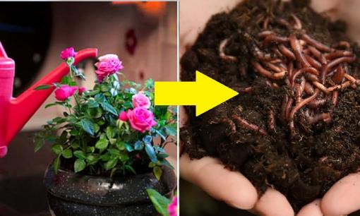 Khi tưới hoa hãy chọn “nó”, nó mạnh hơn nước bia và nước vo gạo, dễ sử dụng và có giá trị dinh dưỡng cao!