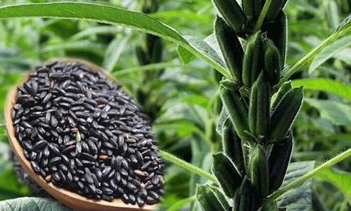 Loại hạt được xem là “thuốc hạ đường huyết tự nhiên”, phòng chống ung thư, luôn có sẵn ở chợ Việt và đặc biệt rất rẻ tiền