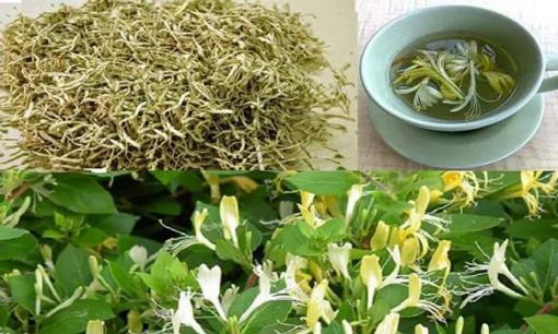 Giâm một cành xuống đất cũng tạo nên cả giàn hoa rực rỡ ngát hương, vừa vượng tài hút lộc lại tăng cường sức khỏe