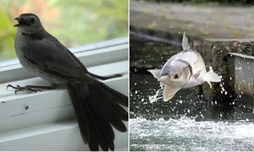 'Chim sa tận nơi không bắt, cá nhảy tận bờ không ăn' là vì sao? Lời người xưa đã dạy, chớ làm sai kẻo có ngày đại họa!