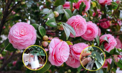 Để hoa trà nở rực rỡ đúng Tết Nguyên đán, đây là 6 tuyệt chiêu người trồng cần làm ngay từ bây giờ