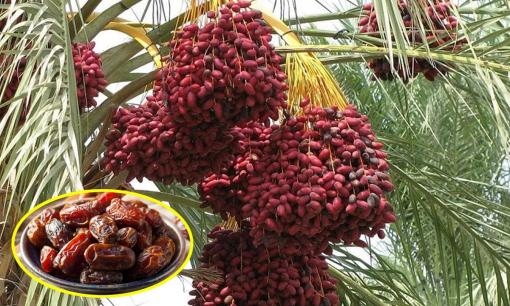 Loại quả này rất giống nho, có giá nửa triệu/kg nhưng luôn trong tình trạng cháy hàng, bán bao nhiêu cũng hết