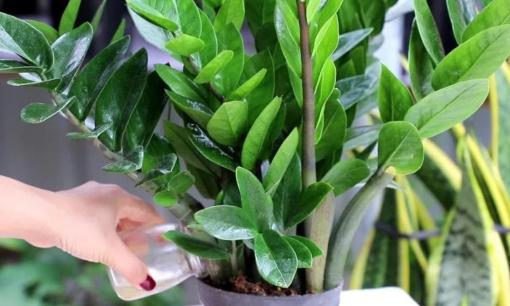 Cây kim tiền mang ý nghĩa giàu sang phú quý, 3 'đại kỵ' cần tránh giúp cây xanh tốt bốn mùa, cành lá sum suê