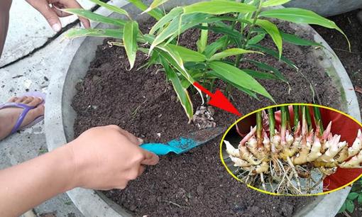 Trồng gừng trong chậu ai ngờ lại đơn giản đến thế, cây lên xanh tốt nhiều củ ăn quanh năm